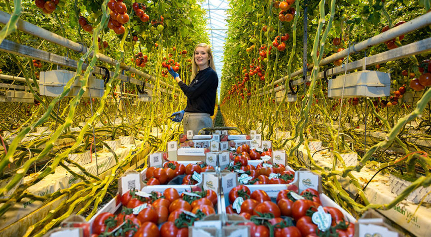 Campagne wil eenzijdig beeld van de tuinbouw bij jongeren completer maken