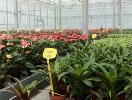 Zout remt vermogen van planten om te strekken