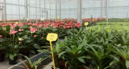 Zout remt vermogen van planten om te strekken