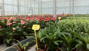 Zout remt vermogen van planten om te strekken