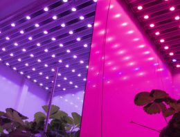 Verhouding rood-verrood licht is van invloed op strekking