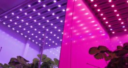 Verhouding rood-verrood licht is van invloed op strekking