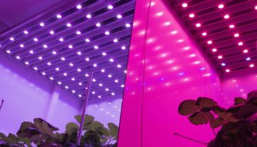 Verhouding rood-verrood licht is van invloed op strekking