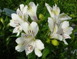 Klimaatmonitoring voor verbetering bladkwaliteit alstroemeria