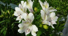 Klimaatmonitoring voor verbetering bladkwaliteit alstroemeria
