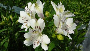 Klimaatmonitoring voor verbetering bladkwaliteit alstroemeria