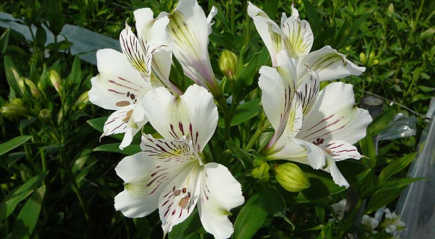 Klimaatmonitoring voor verbetering bladkwaliteit alstroemeria Klimaatmonitoring voor verbetering bladkwaliteit alstroemeria