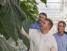 Langdurige hogedraadteelt met herbeworteling geeft hoge productie