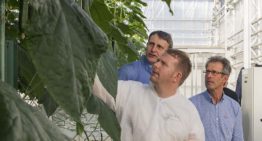 Langdurige hogedraadteelt met herbeworteling geeft hoge productie