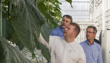 Langdurige hogedraadteelt met herbeworteling geeft hoge productie