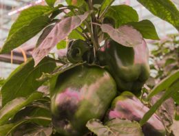 Evenwichtige plantbelasting lukt, maar de internodiën blijven te kort