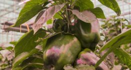 Evenwichtige plantbelasting lukt, maar de internodiën blijven te kort