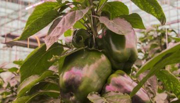 Evenwichtige plantbelasting lukt, maar de internodiën blijven te kort