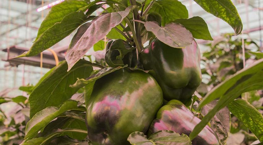 Evenwichtige plantbelasting lukt, maar de internodiën blijven te kort Evenwichtige plantbelasting lukt, maar de internodiën blijven te kort