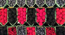 The Greenery ontwikkelt nieuwe zachtfruitrassen met Amerikaanse veredelaar