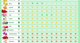 Milieucentraal vergelijkt de klimaatbelasting van bossen bloemen