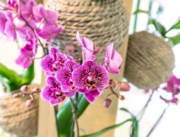 Orchideeënkwekers presenteren noviteiten tijdens Orchid Inspiration Days