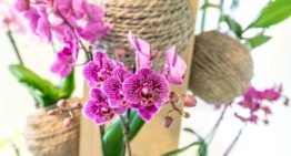Orchideeënkwekers presenteren noviteiten tijdens Orchid Inspiration Days