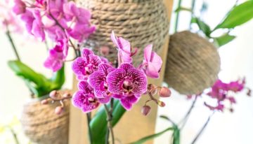 Orchideeënkwekers presenteren noviteiten tijdens Orchid Inspiration Days