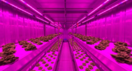 Priva start joint venture Infinite Acres voor indoor farming