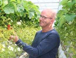 Voor aardbeienteler Jack Loonen is weerbaar telen een continu groeiproces