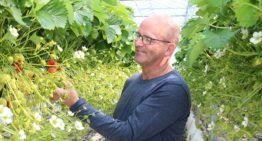 Voor aardbeienteler Jack Loonen is weerbaar telen een continu groeiproces