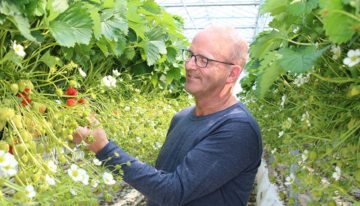 Voor aardbeienteler Jack Loonen is weerbaar telen een continu groeiproces