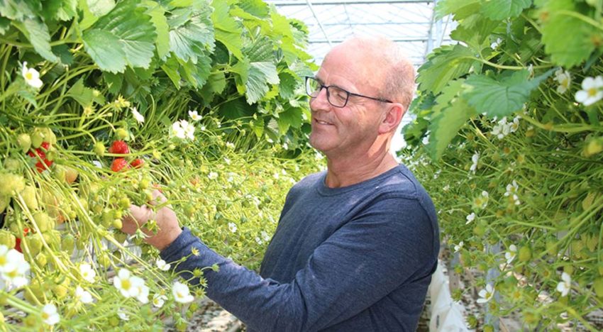 Voor aardbeienteler Jack Loonen is weerbaar telen een continu groeiproces