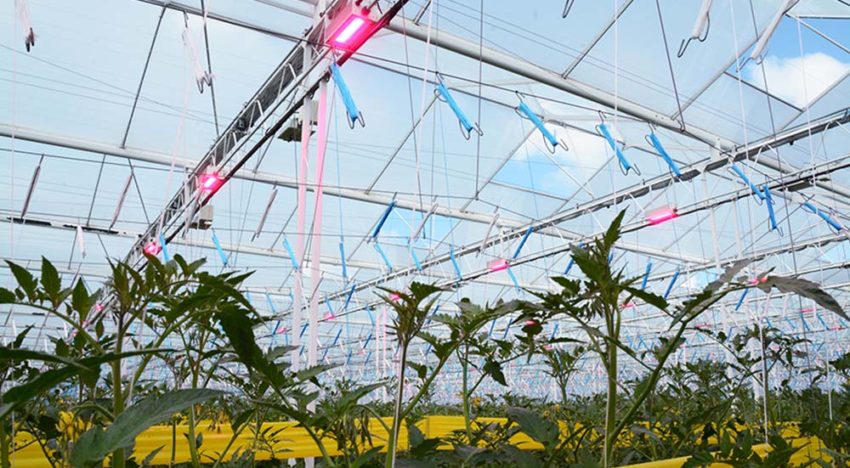 Vaste afzetrelaties leiden tot grotere belichtingsbehoefte Vaste afzetrelaties leiden tot grotere belichtingsbehoefte