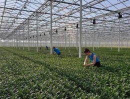 Laat jongeren zien dat de tuinbouw leuker is dan ze denken