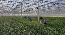 Laat jongeren zien dat de tuinbouw leuker is dan ze denken