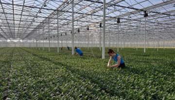Laat jongeren zien dat de tuinbouw leuker is dan ze denken