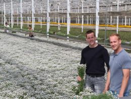 Met LED en SON-T naar zwaardere takken bij hoge plantdichtheid chrysant