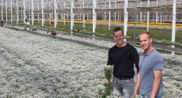 Met LED en SON-T naar zwaardere takken bij hoge plantdichtheid chrysant