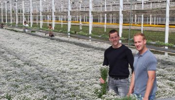 Met LED en SON-T naar zwaardere takken bij hoge plantdichtheid chrysant