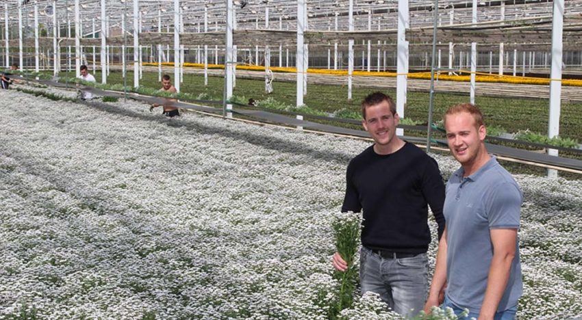 Met LED en SON-T naar zwaardere takken bij hoge plantdichtheid chrysant
