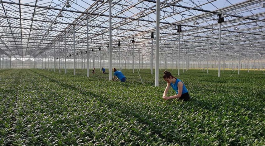 Laat jongeren zien dat de tuinbouw leuker is dan ze denken