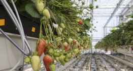 Streven om over een lange periode productie in evenwicht te houden