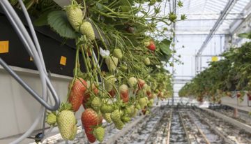 Streven om over een lange periode productie in evenwicht te houden