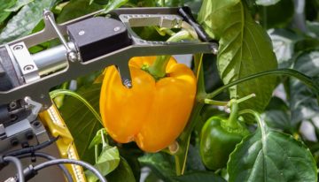 Een homogeen gewas maakt het de robot een stuk gemakkelijker
