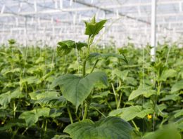 Wees goed voorbereid op extreem hoge temperaturen