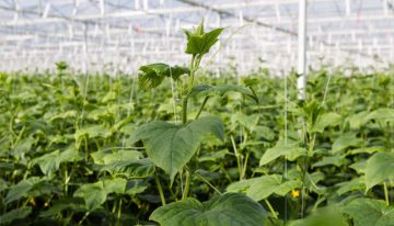 Wees goed voorbereid op extreem hoge temperaturen
