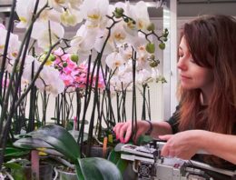 ‘Snellere aanleg en uitgroei van bloemtakken met verrood licht’
