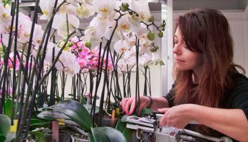 ‘Snellere aanleg en uitgroei van bloemtakken met verrood licht’