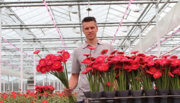 Gerberakwekerij werpt licht op bruikbaarheid LED naast SON-T