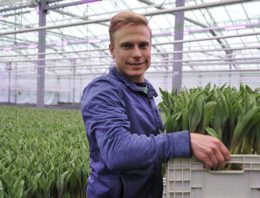 ‘Met LED’s houd je tulpen aan de gang, vooral in donkere dagen’