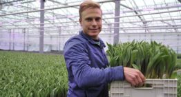 ‘Met LED’s houd je tulpen aan de gang, vooral in donkere dagen’