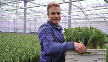 ‘Met LED’s houd je tulpen aan de gang, vooral in donkere dagen’