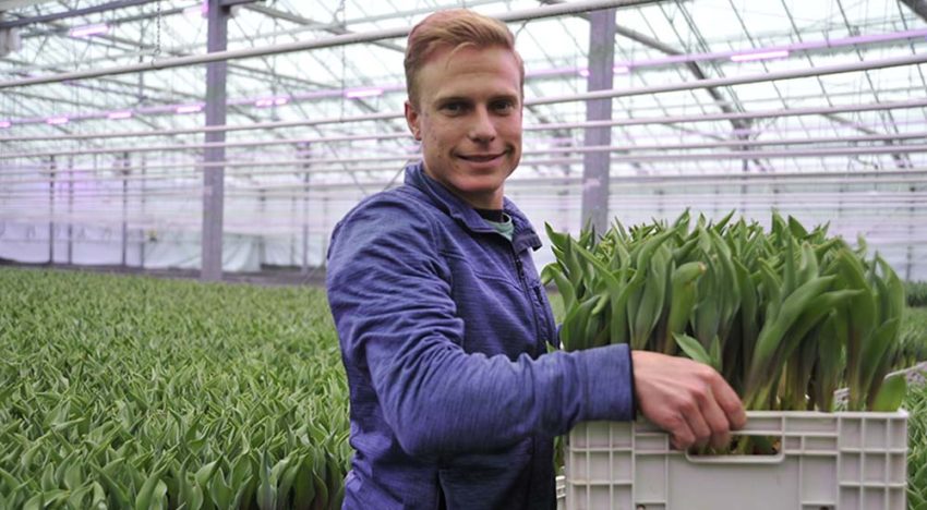 ‘Met LED’s houd je tulpen aan de gang, vooral in donkere dagen’