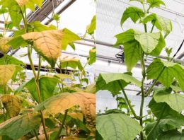 Eerste indruk witte LED’s in tomaat en komkommer: goed mee te telen